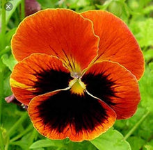 Pansy Swiss Giant Ullswater Beaconsfield Perennial Seeds for a bright addition to the Bold Garden Flowers