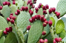 Pear Cactus Seeds (Opuntia spp.) for a homegrown harvest from the Desert Garden