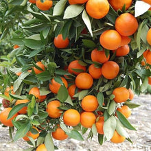 Bonsai Orange Seeds for growers planting the Garden