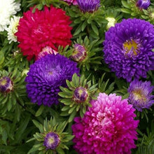 Aster Seeds for seasonal color across the flower bed home garden