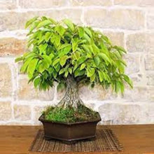 Iberbillea Lindheimeri Rare Caudex Bonsai Vine Seeds for a lasting addition to the landscape