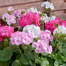 Pinto blush geranium Pelargonium × hortorum flower seeds for planting in home gardens - for planting in home garden