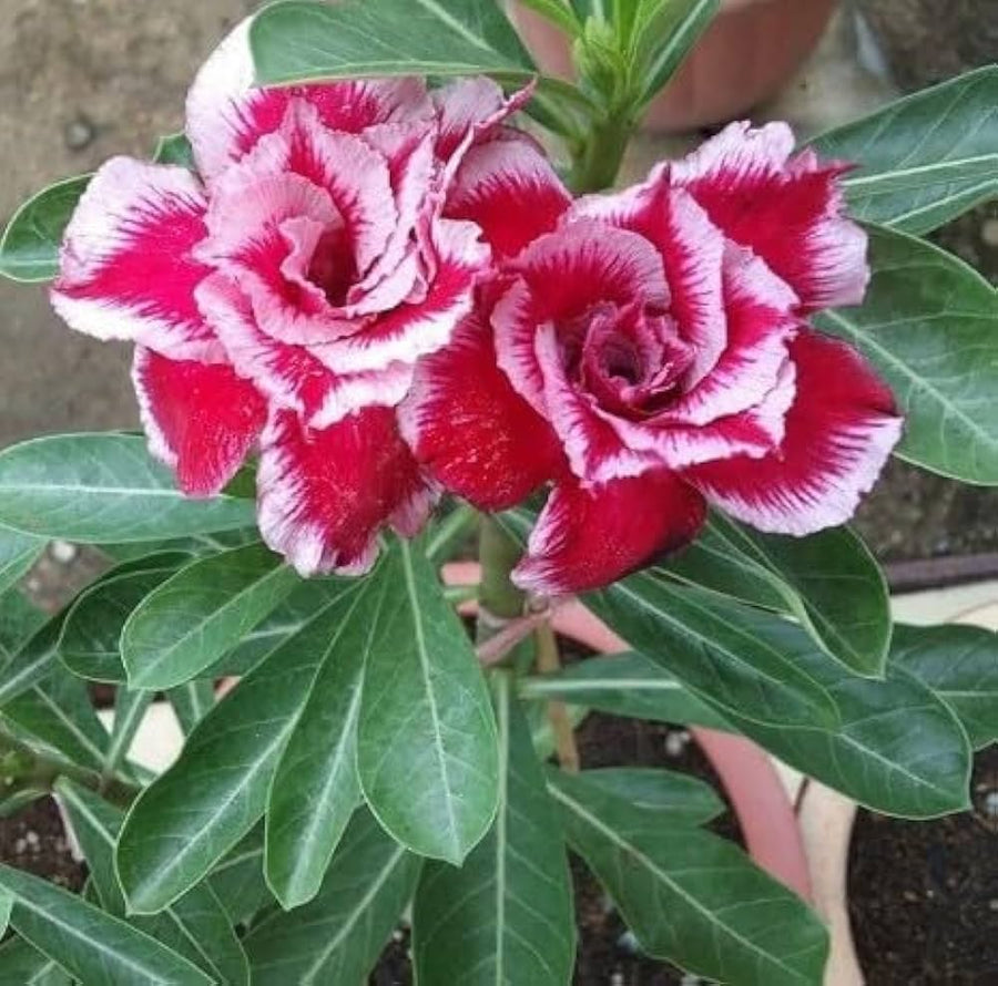 Desert rose pink dream Adenium bonsai seeds