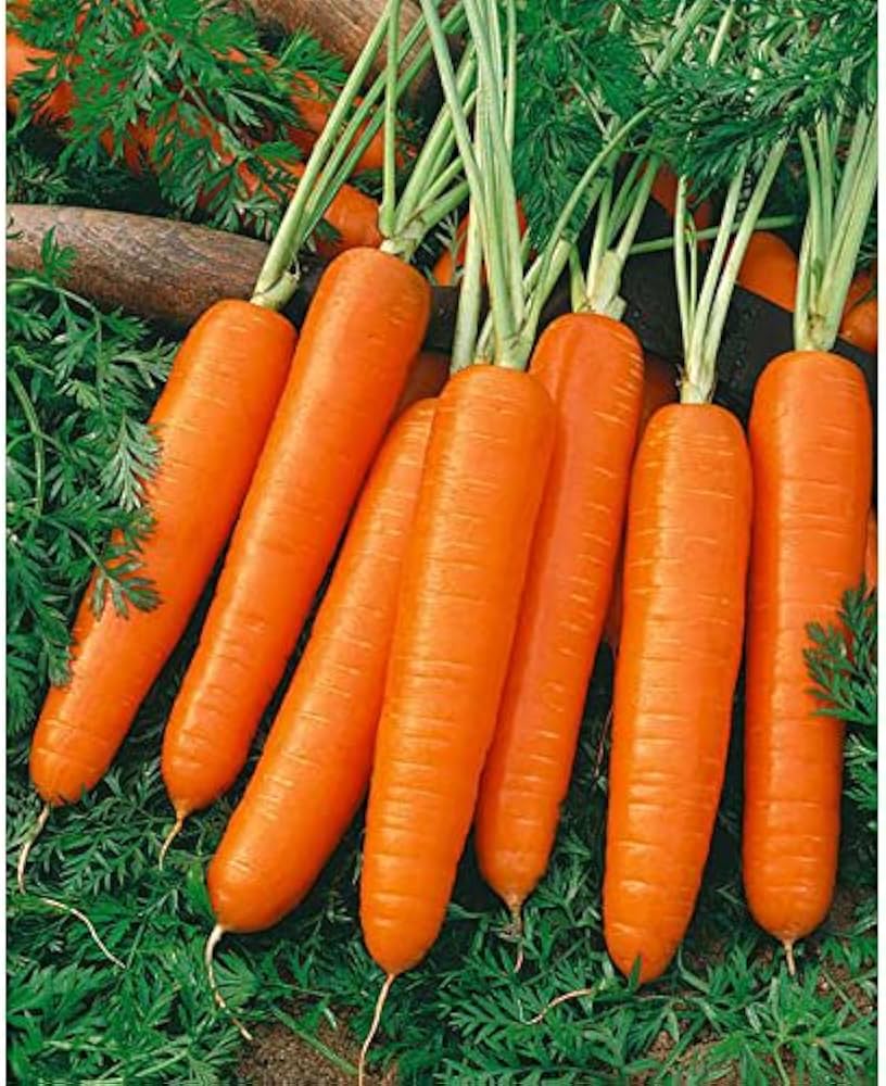 Scarlet Nantes Carrot – Daucus carota – organic non-GMO planting