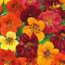 Nasturtium Seeds (Tropaeolum majus) for a lasting display in the kitchen garden and vertical planters
