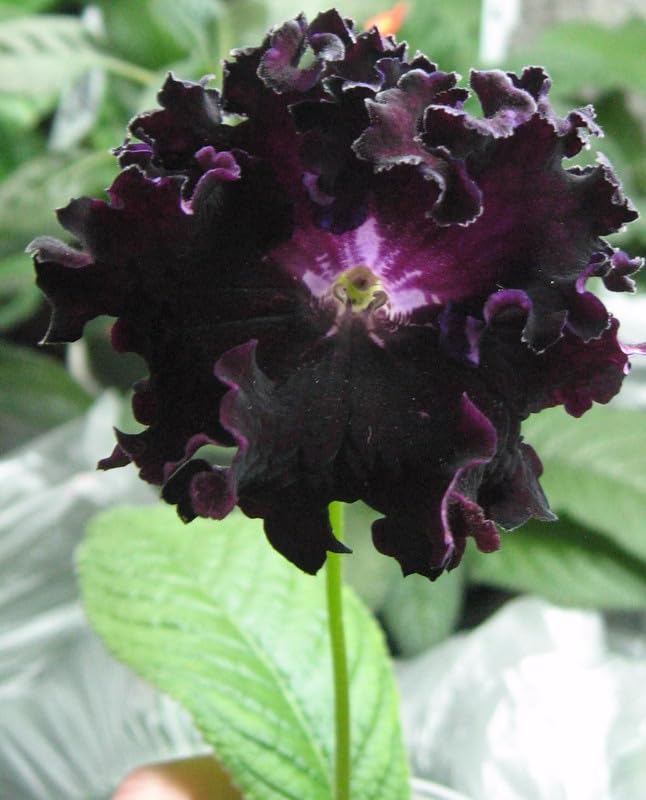 Black Gloxinia (Sinningia speciosa) seeds for planting in indoor and outdoor spaces