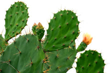Prickly Pear Cactus Seeds (Opuntia spp.) for sweet homegrown fruit in the Desert Garden