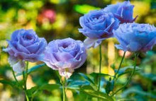 Light Blue Rose Seeds for gardeners building out beds and borders