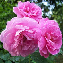 Charles de Mills Rose Seeds (Rosa gallica) for growers filling out the flower beds and heritage gardens
