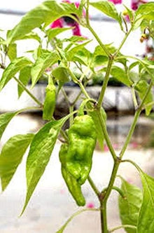 Golden Greek Pepperoncini Seeds (Capsicum annuum) for a bright addition to the home pickling gardens