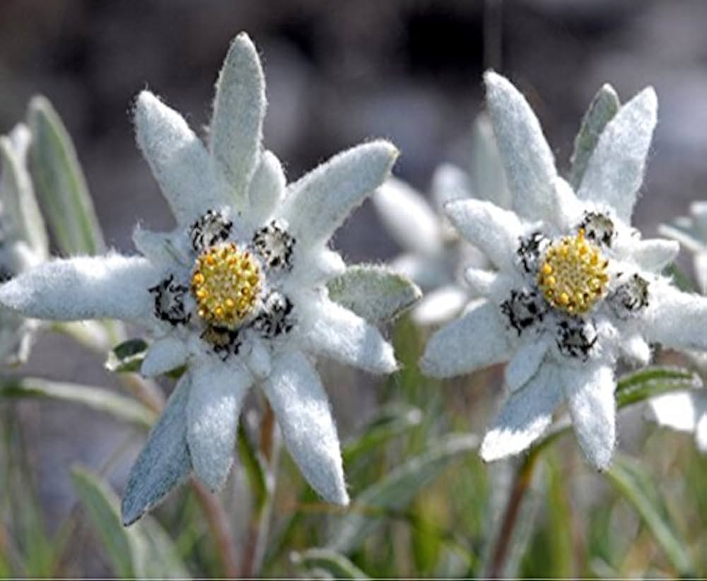 Edelweiss (Leontopodium alpinum) for alpine perennial garden use