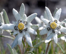 Edelweiss (Leontopodium alpinum) for alpine perennial garden use