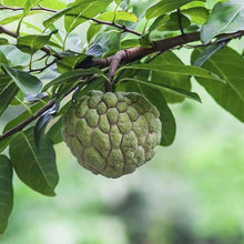 Annona Seeds (Annona squamosa) for growers wanting a homegrown harvest