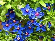 Blue Pimpernel Flowering Ground Cover Seeds for growers seeking a long-blooming display