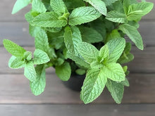 Peppermint (Mentha × piperita) seeds – fresh herb for planting in balcony or kitchen pots