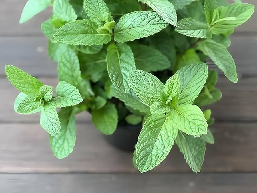 Peppermint (Mentha × piperita) seeds – fresh herb for planting in balcony or kitchen pots