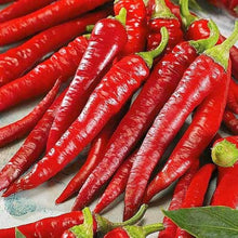 Chili Hot Seeds for home growers seeking a reliable harvest