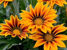 Gazania Gazania Rigens flower Seeds for colorful blooms in the backyard borders and rock garden areas