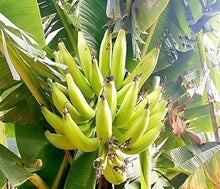 Plantain Banana Seeds (Musa paradisiaca) for a bright addition to the Tropical Garden
