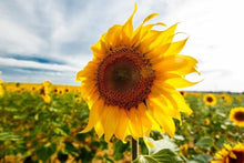 Light Grey Sunflower Seeds prized for red Sun, Lucky Blossomarden