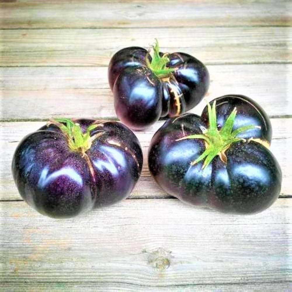 Italian (zucchini Cucurbita pepo round heirloom vegetable) for planting in garden