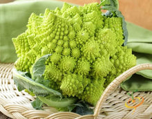 Broccoli Seeds (Brassica oleracea) for productive rows in the Romanesco Kitchen Garden