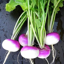 Turnip Brassica Rapa Seven Top Vegetable Seeds for Planting – Leafy Vegetable Seeds for Kitchen Garden and Raised Beds