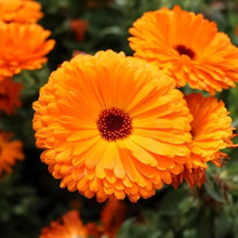 Calendula Calendula Officinalis Blue Seeds known for decorative Seasonal Displays