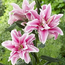 Light Purple Mixed Lily Bulbs for reliable seasonal color