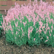 Heirloom Non-GMO Rosea Pink Lavender Seeds