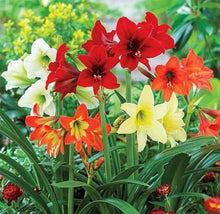 Amaryllis Hippeastrum Species Seeds for growers filling out the Flower Bed & Home Garden