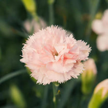 Carnation Chabaud La France Seeds (Dianthus caryophyllus) for growers seeking a long-blooming display