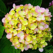 Light Yellow Mixed Hydrangea (Hydrangea spp.) for bonsai flower gardening
