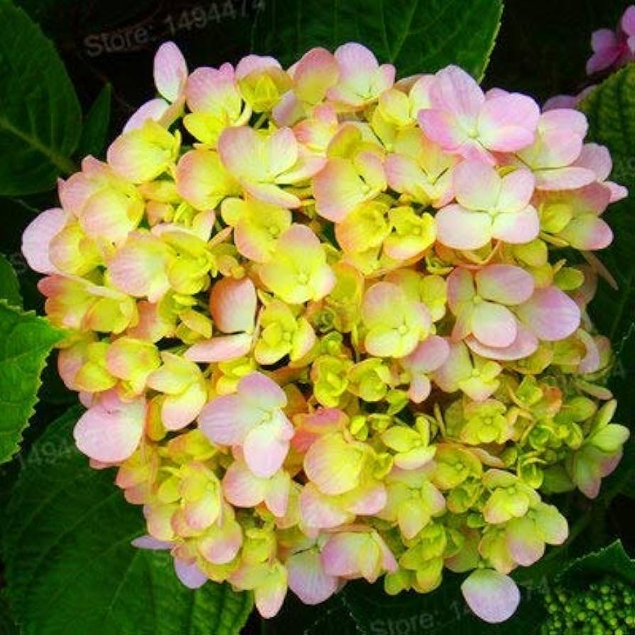 Light Yellow Mixed Hydrangea (Hydrangea spp.) for bonsai flower gardening