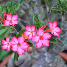 Mixed Desert Rose Seeds (Adenium obesum) for growers filling out the Flower Garden