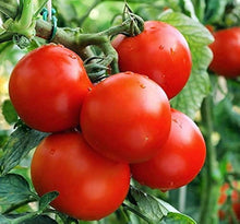 Brown Sugar Tomatoes Organic Seeds for a colorful addition to any planting
