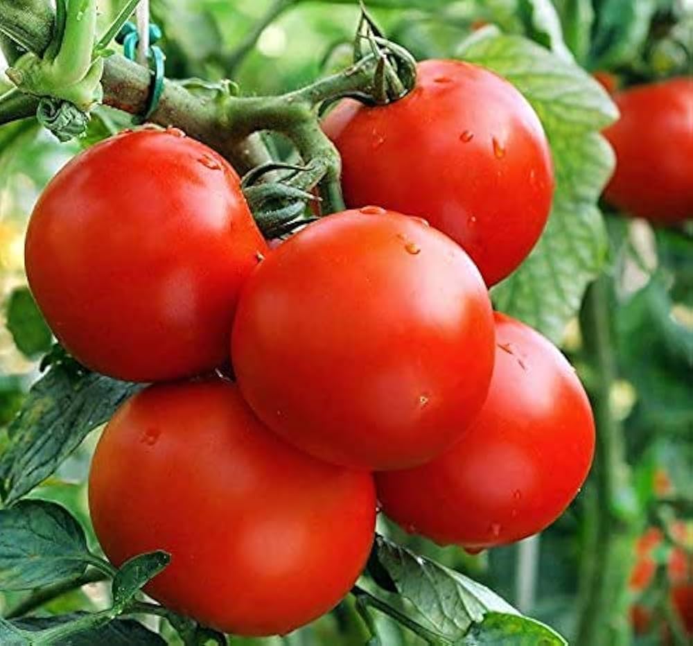 Heirloom Non-GMO Red Boar Tomato Seeds