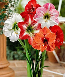 Hellgelb Amaryllis Seeds grown for stunning, Large Flowers in a Variety of Colors