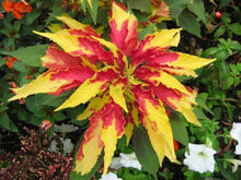 Tricolor Seeds for a lasting display in the Garden