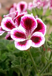 Mini Geranium Pelargonium Zonale Seeds for planting in container garden