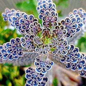 Kalanchoe Kalanchoe blossfeldiana succulent flower seeds for planting in indoor pots and planters - for planting in home garden