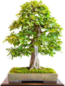 Carpinus Betulus Tree Seeds valued for landscaping