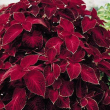 Red coleus plant seeds