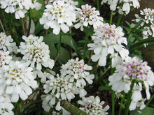 White Amara Empress Candytuft Seeds grown for elegant White Flowers