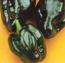 Poblano Pepper Capsicum annuum for planting in vegetable patch