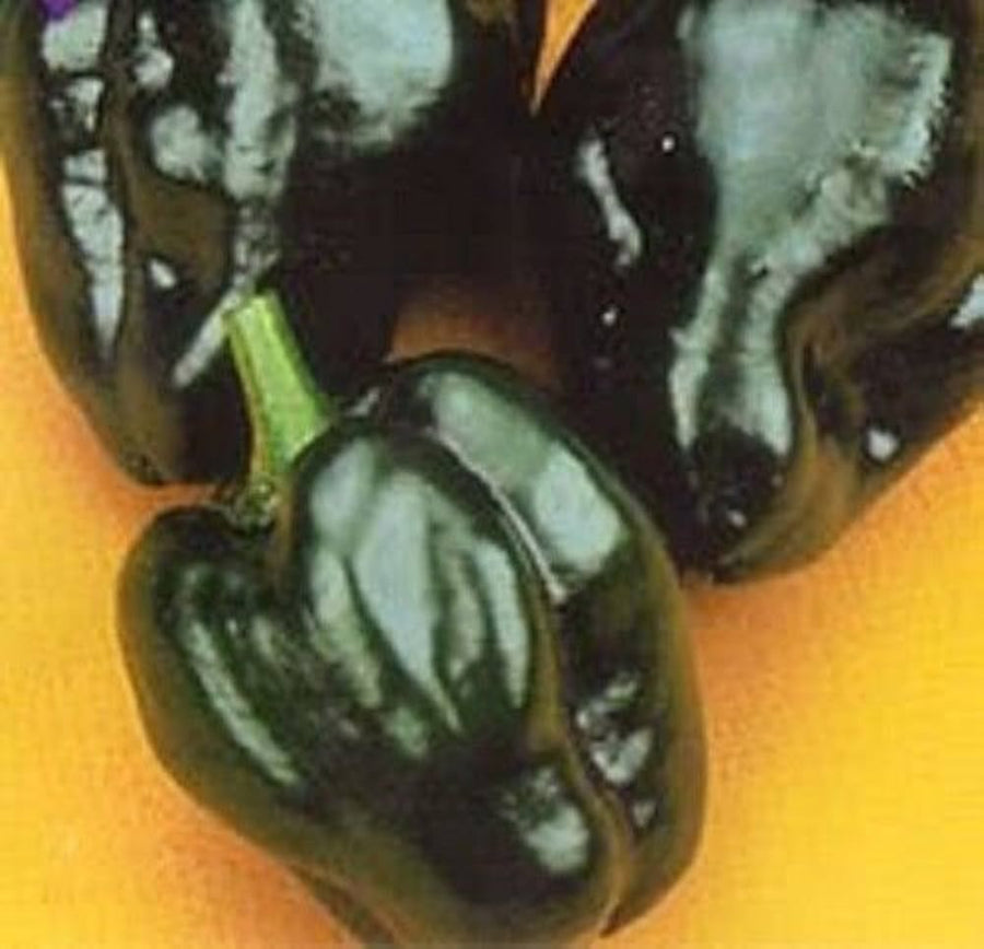 Poblano Pepper Capsicum annuum for planting in vegetable patch