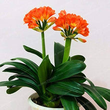Kaffir Lily Seeds (Clivia miniata) for long-term planting in the Bonsai Variety in Indoor Pots