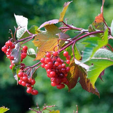 Cranberry Seeds for a lasting display in the vegetable patch