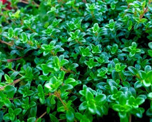 Creeping Thyme Plants for cooks growing their own fresh herbs