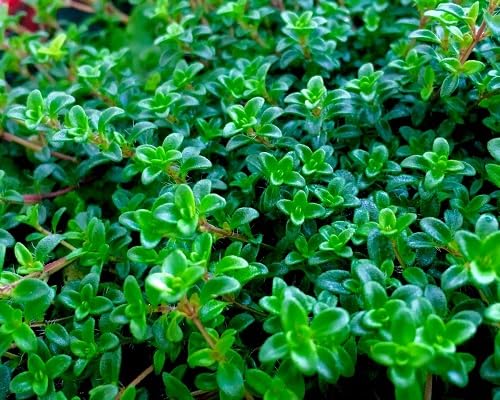 Creeping Thyme Plants for cooks growing their own fresh herbs